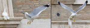 Pope: Angelus Prayer